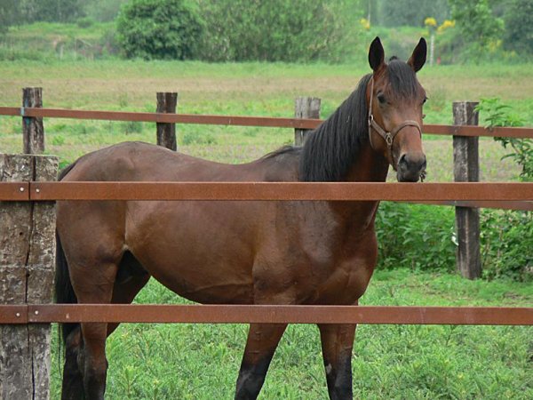 Klik for at se fuld strrelse billede