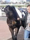 Filename : Juliano.JPG
Filesize : 100KB
Dimensions : 576x768
Date added : Mar 16, 2011 Juliano.JPG