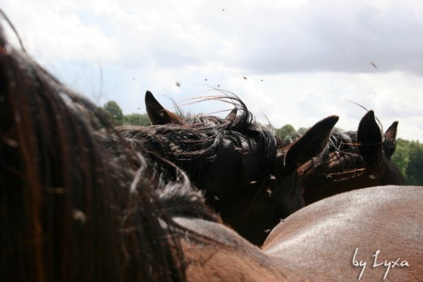 Klik for at se fuld strrelse billede