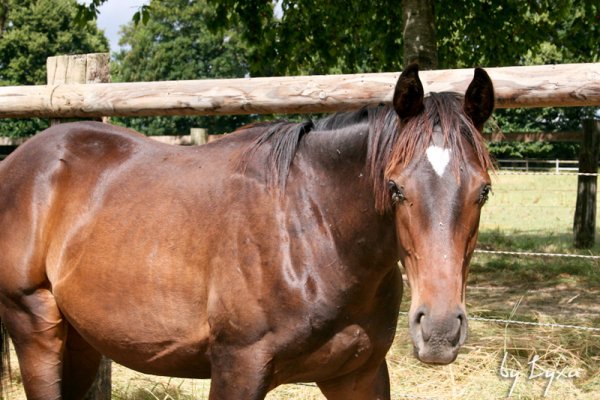 Klicken fr Bild in voller Gre